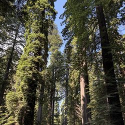 Redwood Creek Buckarettes