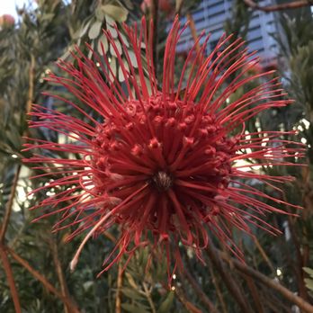 Salesforce Park - Parks Near Me - San Francisco, California
