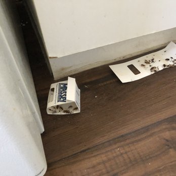 Riverview House - More roaches, in every room - Apartments Near Me - Lake Worth, Florida Riverview House - More roaches, in every room - Apartments Near Me - Lake Worth, Florida