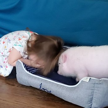 SoCalMiniPigs - we got our new family member, he is such a cuttie! I highly recommend Sandra and fam. Socalminipigs! - Pet Breeders Near Me - Valley Center, California
