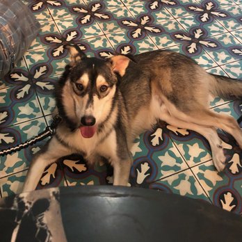 Bovaconti Coffee - my friend's dog in their space ;) - Coffee & Tea Near Me - Indianapolis, Indiana