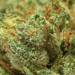 The Dank Dairy Dispensary