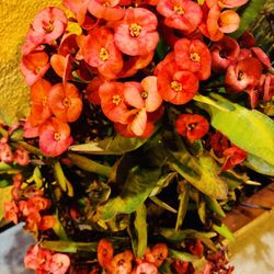 Cardinal Dental - Flowers in front