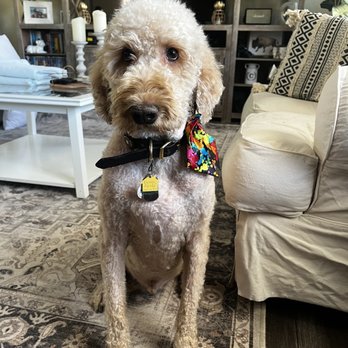 Sienna's Grooming Services and products - After! Big summer cut, to beat the heat! - Pet Groomers Near Me - Spring Valley, California Sienna's Grooming Services and products - After! Big summer cut, to beat the heat! - Pet Groomers Near Me - Spring Valley, California