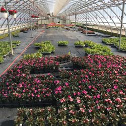 Gardens and Beyond - Soooo many flowers