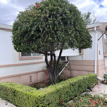 Diamond Tree Service - Perfect shape for bottle brush - Tree Services Near Me - Perris, California Diamond Tree Service - Perfect shape for bottle brush - Tree Services Near Me - Perris, California