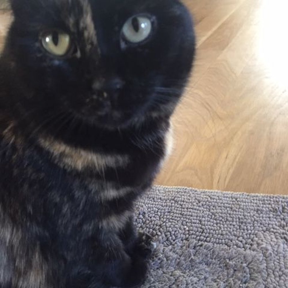 Denver Tech Support - Our cat loved him too! - Web Design Near Me - Denver, Colorado Denver Tech Support - Our cat loved him too! - Web Design Near Me - Denver, Colorado