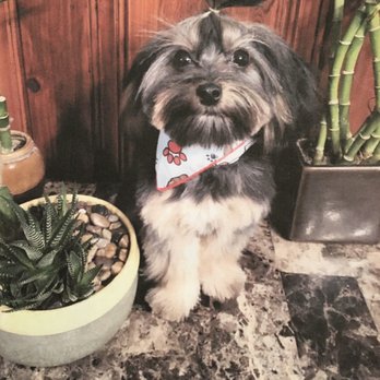 Groom By Harry - That time we tried a pony tail... - Pet Groomers Near Me Groom By Harry - That time we tried a pony tail... - Pet Groomers Near Me