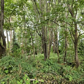 Discovery Park - Forest - Parks Near Me - Seattle, Washington