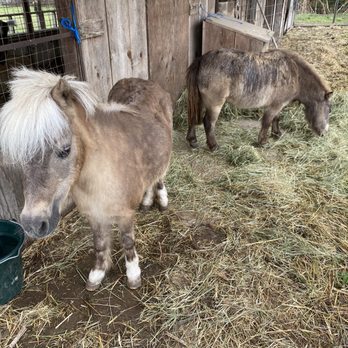Thistledown Farm - Pony two pack - Fruits & Veggies Near Me - Junction City, Oregon Thistledown Farm - Pony two pack - Fruits & Veggies Near Me - Junction City, Oregon