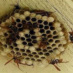 Arrow Pest Control