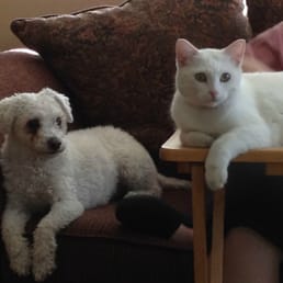 Melody (Hope) was so well cared for at the Sun Valley Animal Shelter, she adjusted to our home and small dog quickly!!! Melody (Hope) was so well cared for at the Sun Valley Animal Shelter, she adjusted to our home and small dog quickly!!!
