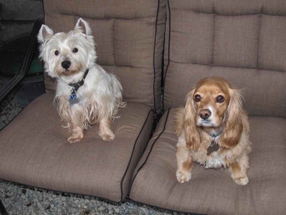 THE WADDLING WOOFER Updated September 2024 469 San Remo Dr, Port