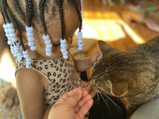 Mac Tabby Cat Cafe - Charlotte by null