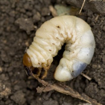 The Pest Shop - Grub worm - Pest Control Near Me - Plano, Texas