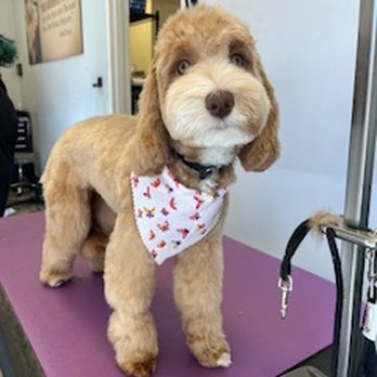 Dogtown Mobile Grooming - Pet Groomers Near Me Dogtown Mobile Grooming - Pet Groomers Near Me