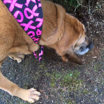 Myownly Boarding Kennel - And here she is!! Freshly bathed with a pretty kerchief to wear on the drive home. (Blurry nose photo since she was sniffing!) - Pet Groomers Near Me - Monroe, Washington