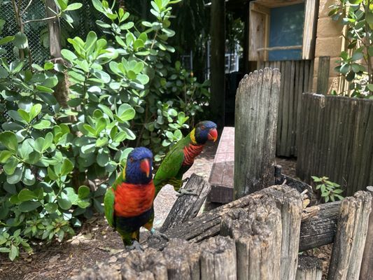 Palm Beach Zoo & Conservation Society by null