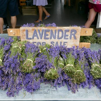 Lavender by the Bay - English Lavender Bouquets - Pick Your Own Farms Near Me - East Marion, New York Lavender by the Bay - English Lavender Bouquets - Pick Your Own Farms Near Me - East Marion, New York