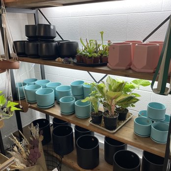 Dandy Lion Coffee - Pots for plants. - Coffee & Tea Near Me - Denver, Colorado Dandy Lion Coffee - Pots for plants. - Coffee & Tea Near Me - Denver, Colorado