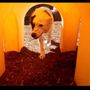 Photo of Pocatello Pet Lodge, Too