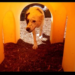 Pocatello Pet Lodge, Too