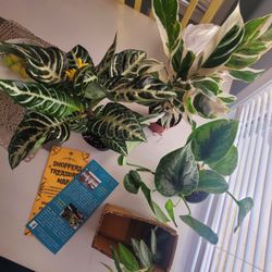 The Garden Nook - CW: Aphelandra Squarossa, Calathea White Fusion, Satin Pothos, and Polynesian Ivy.
