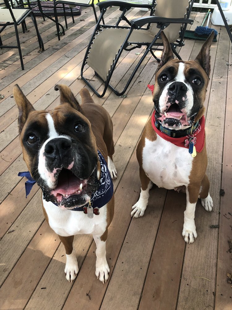 BELQUEST KENNELS AND CATTERY 19 Reviews 18745 Penn Shop Rd, Mt Airy, Maryland Pet Sitting