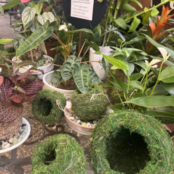 Bloom Garden Shop - Kokedama - Nurseries & Gardening Near Me - Tampa, Florida
