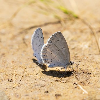 Thornburg Conservation Park - Summer azure butterfly - Parks Near Me - Pittsburgh, Pennsylvania Thornburg Conservation Park - Summer azure butterfly - Parks Near Me - Pittsburgh, Pennsylvania