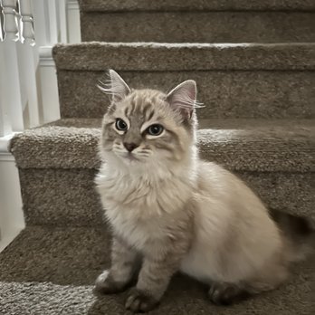 FairyTale Ragdoll by i-Angel - Pet Breeders Near Me FairyTale Ragdoll by i-Angel - Pet Breeders Near Me