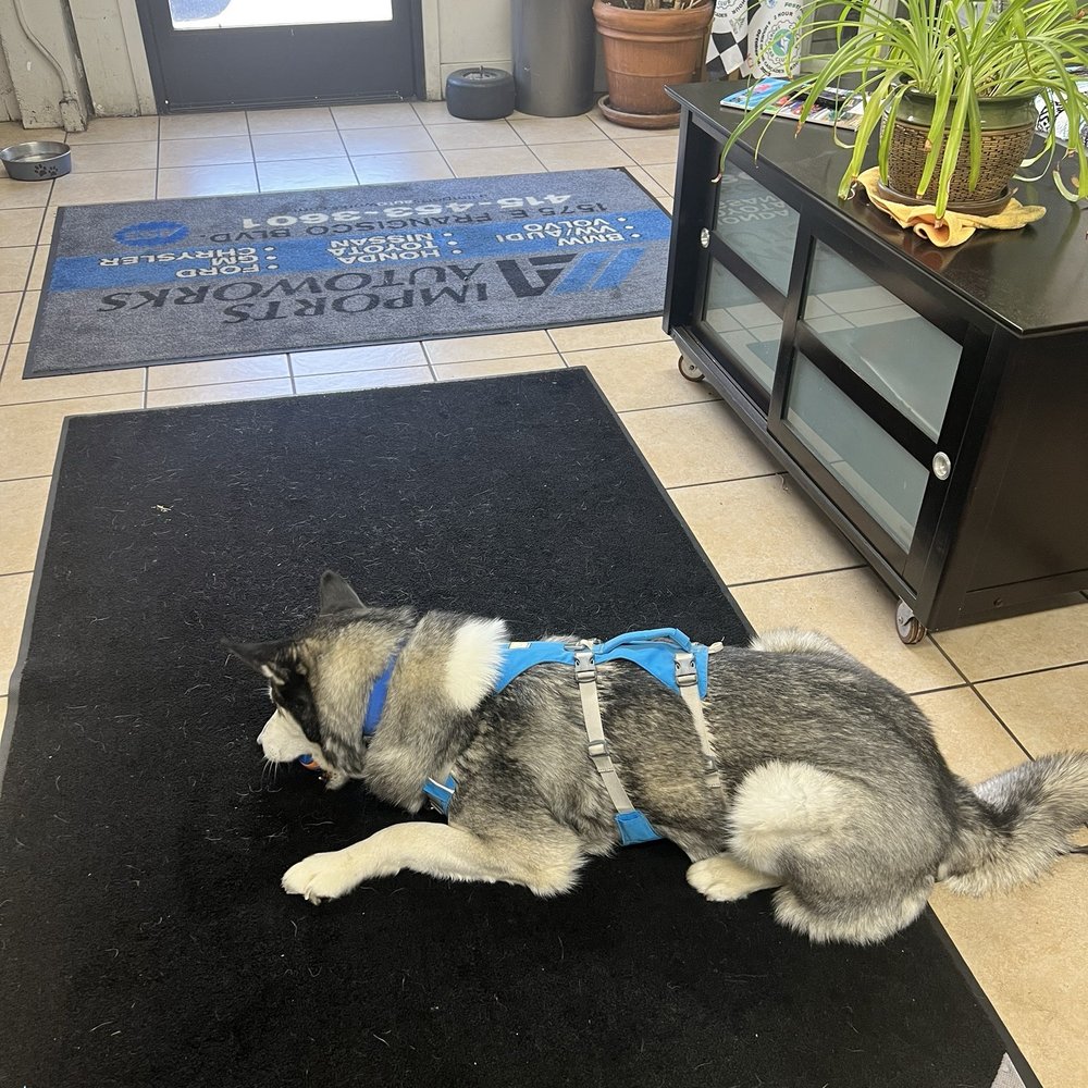 A1 Imports Autoworks - Our dog hanging out in the office. - Auto Repair Near Me - San Rafael, California A1 Imports Autoworks - Our dog hanging out in the office. - Auto Repair Near Me - San Rafael, California