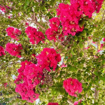 Pleasanton Senior Center - Senior Centers Near Me - Pleasanton, California