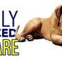 Photo of Truly Balanced Dog Care