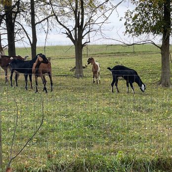 Heritage Farm Alpacas & Events - Wedding Planning Near Me - Flora, Indiana Heritage Farm Alpacas & Events - Wedding Planning Near Me - Flora, Indiana