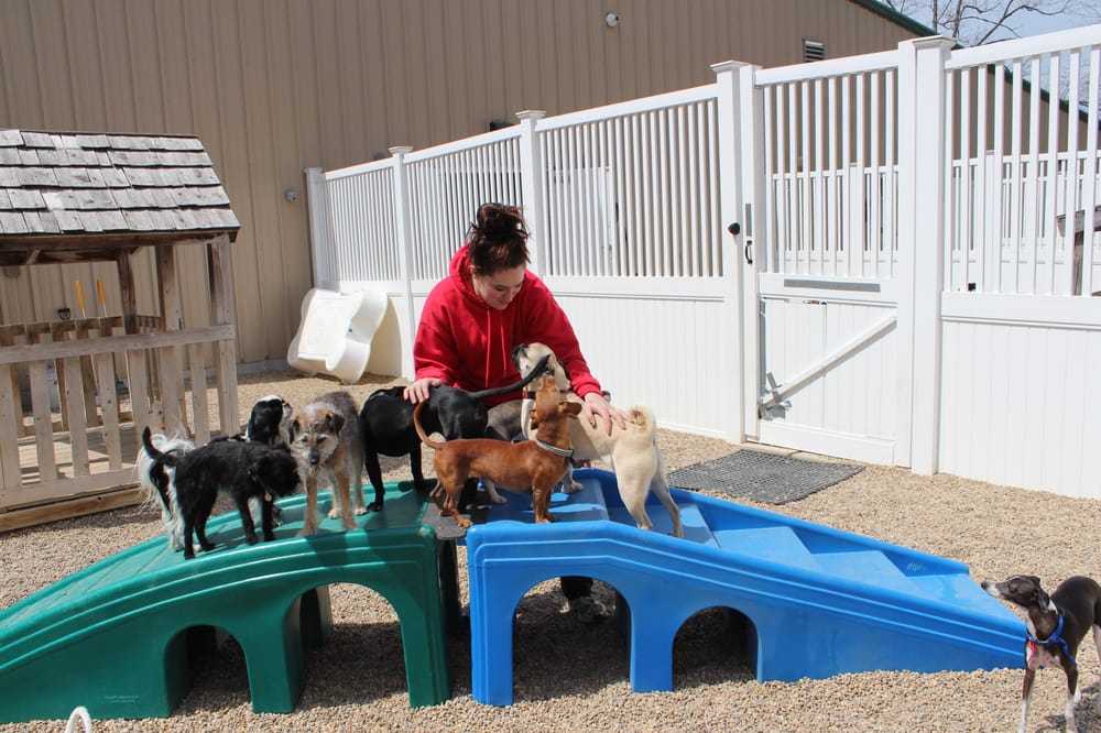 Camp Bow Wow Portland Maine