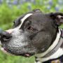 Photo of Main Line Veterinary Specialists
