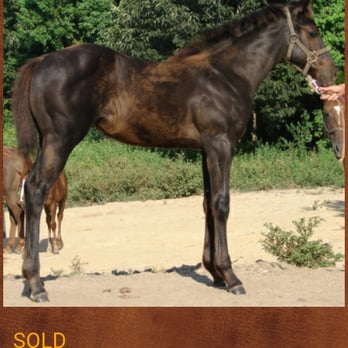 WMW Quarter Horses - Horse Boarding Near Me - Stevensville, Montana
