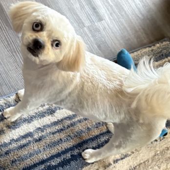 Above All Grooming - Daisy after a groom. - Pet Groomers Near Me - North Las Vegas, Nevada Above All Grooming - Daisy after a groom. - Pet Groomers Near Me - North Las Vegas, Nevada
