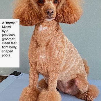 Compassionate Dog - This what I expected, or something close. This is not the kind of groom you get with Evie at Compassionate. - Pet Groomers Near Me - Austin, Texas