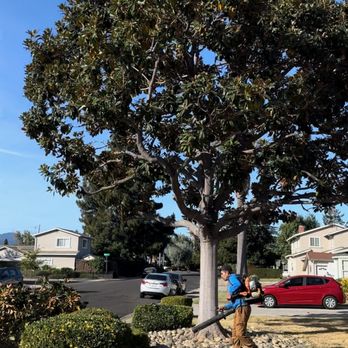Castaneda landscaping - Landscaping Near Me