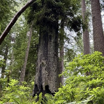 Lady Bird Johnson Grove - A short stumpy tree. - Hiking Near Me - Orick, California Lady Bird Johnson Grove - A short stumpy tree. - Hiking Near Me - Orick, California