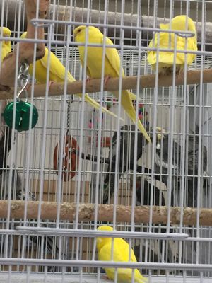 Carol's Pet Center by null