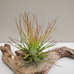 Plant findings - Andreana