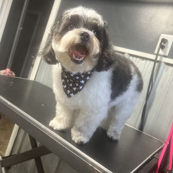 Grooming by Haley - Fluffy pup! - Pet Groomers Near Me