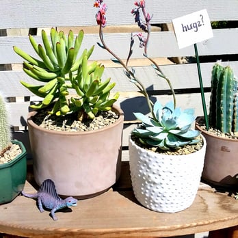 Sunset Nursery - My little cactus garden is complete! - Nurseries & Gardening Near Me - Los Angeles, California Sunset Nursery - My little cactus garden is complete! - Nurseries & Gardening Near Me - Los Angeles, California