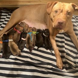 Desi and 13 healthy pups Desi and 13 healthy pups