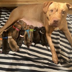 Birch Island Veterinary Center - Desi and 13 healthy pups