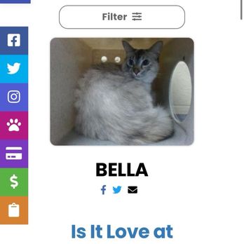 Downey Animal Care Center - Profile - Pet Adoption Near Me - Downey, California