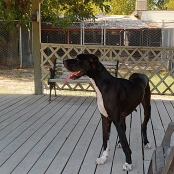 SkyBlue Kennels - Pet Training Near Me - Austin, Texas SkyBlue Kennels - Pet Training Near Me - Austin, Texas